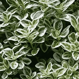 Душица обыкновенная Country Cream