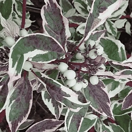 Дерен белый Sibirica 