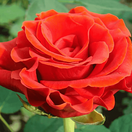 Роза чайно-гибридная El Toro