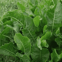 Хрен обыкновенный