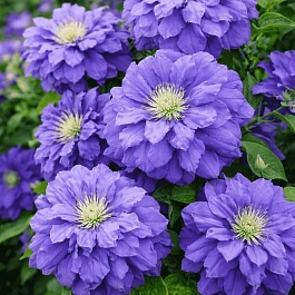 Клематис Kiri Te Kanawa