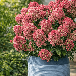 Гортензия метельчатая Petite Star