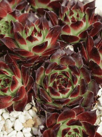 Молодило гибридное Calcareum Guillaumes