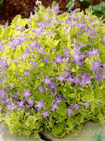 Колокольчик  гарганский Dicksons Gold