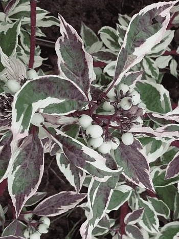 Дерен белый Sibirica 