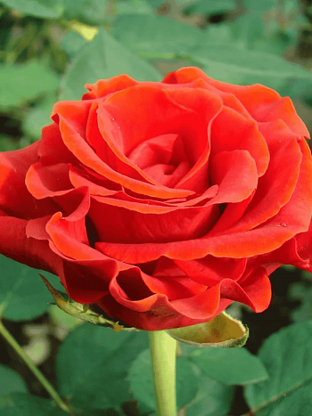 Роза чайно-гибридная El Toro