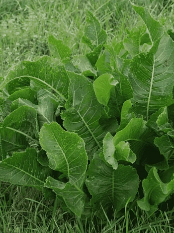 Хрен обыкновенный