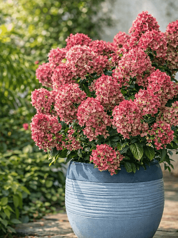 Гортензия метельчатая Petite Star