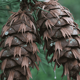 Псевдотсуга Мензиса