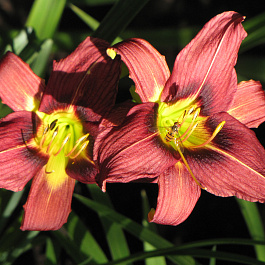 Лилейник гибридный Джокей Клаб