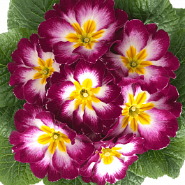 Примула Hethor Purple Flame