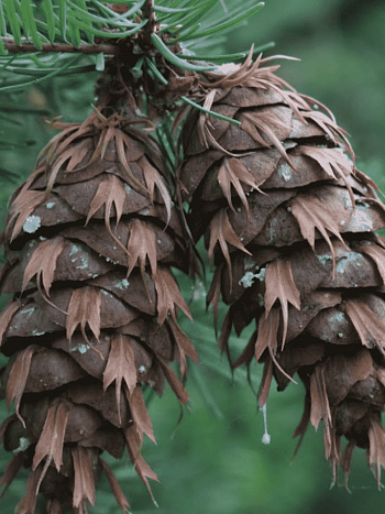 Псевдотсуга Мензиса