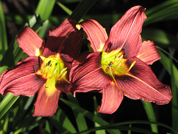 Лилейник гибридный Джокей Клаб