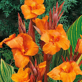 Канна Пёстролистная Голд Адер