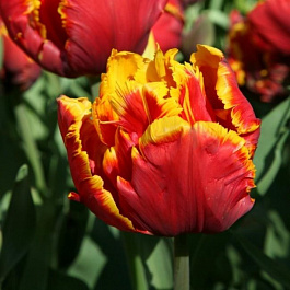 Тюльпан попугайный Брайт Пэррот