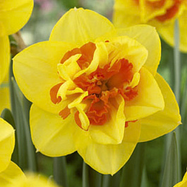 Нарцисс махровый Апофеоз