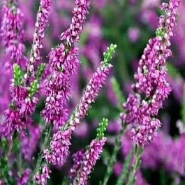 Вереск обыкновенный Colette