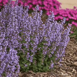 Котовник Фассена Cat's pajamas