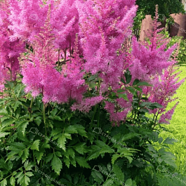 Астильба Арендса Gloria