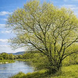 Ива ползучая Green Carpet