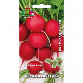Редис Краса Алтая