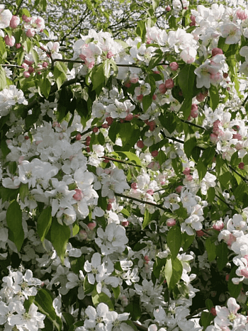 Яблоня декоративная Red Jade