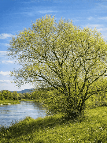 Ива белая Dart's Snake