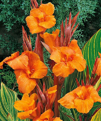 Канна Пёстролистная Голд Адер