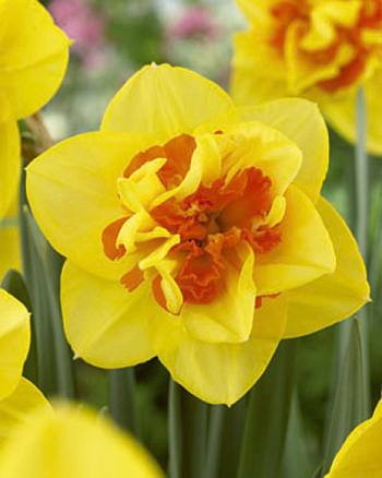 Нарцисс махровый Апофеоз