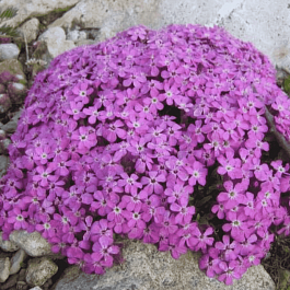 Мыльнянка базиликолистная Rose