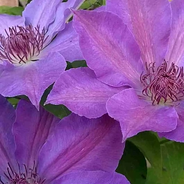 Клематис гибридный Baltyk