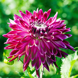 Георгина Декоративная Ванкувер