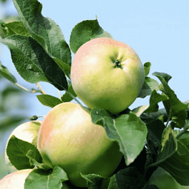 Яблоня Имрус