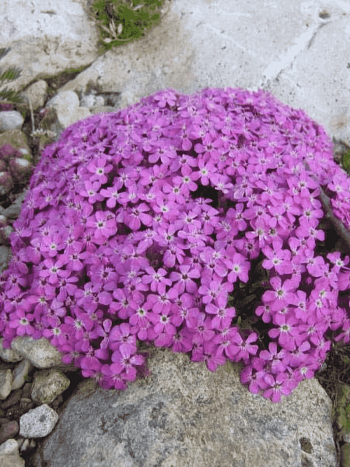 Мыльнянка базиликолистная Rose