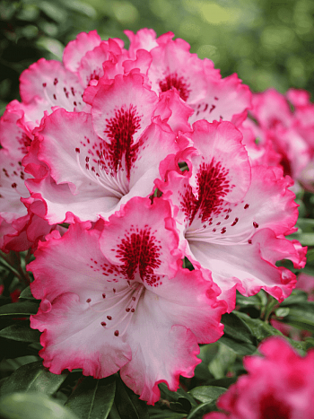 Рододендрон гибридный Cherry cheesecake