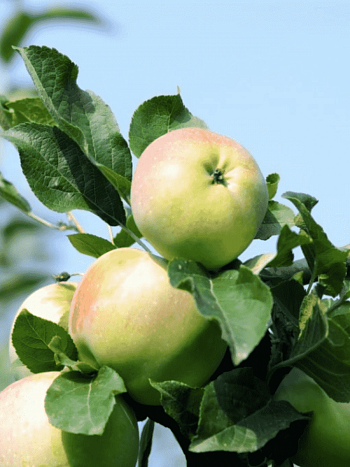 Яблоня Имрус