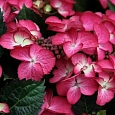 Гортензия крупнолистная Dark Angel
