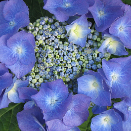 Гортензия крупнолистовая Теллер Блю