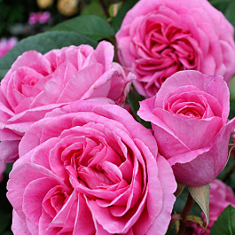 Роза парковая Ботэ Антик