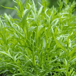 Эстрагон Senior