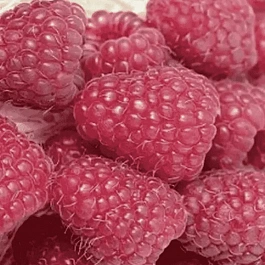 Малина обыкновенная Brice