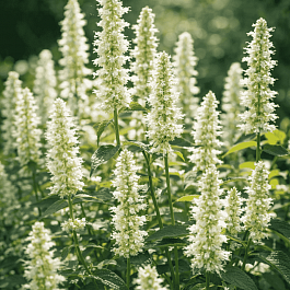 Агастахис морщинистый Alabaster