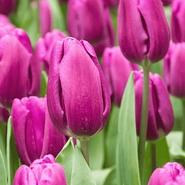 Тюльпан Purple Flag