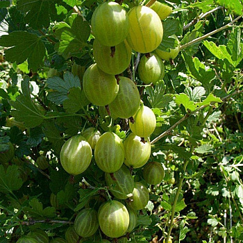 Крыжовник Уральский изумруд