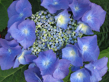 Гортензия крупнолистовая Теллер Блю