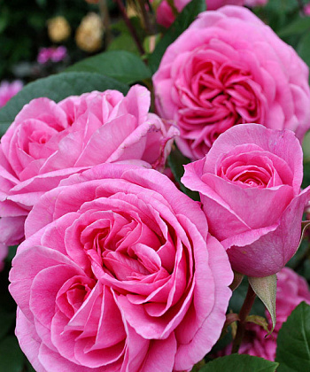 Роза парковая Ботэ Антик