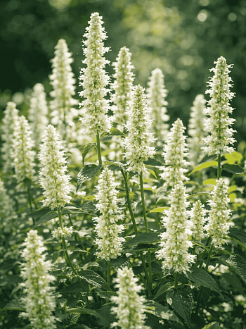 Агастахис морщинистый Alabaster