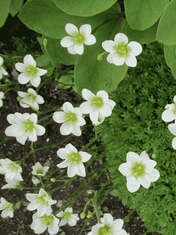 Камнеломка Арендса Alba