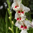 Гладиолус Ajax