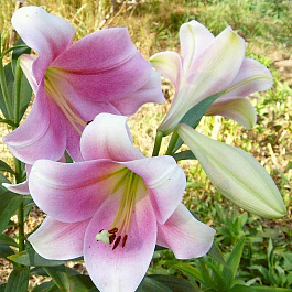 Лилия ЛО-гибрид Принц Промис